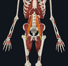 psoas muscle