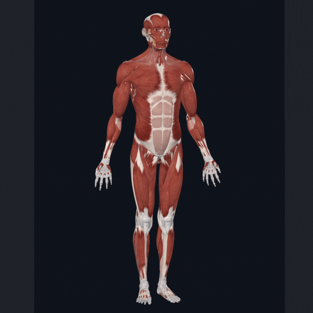 fascia and muscles